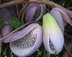 Willughbeia sarawakensis